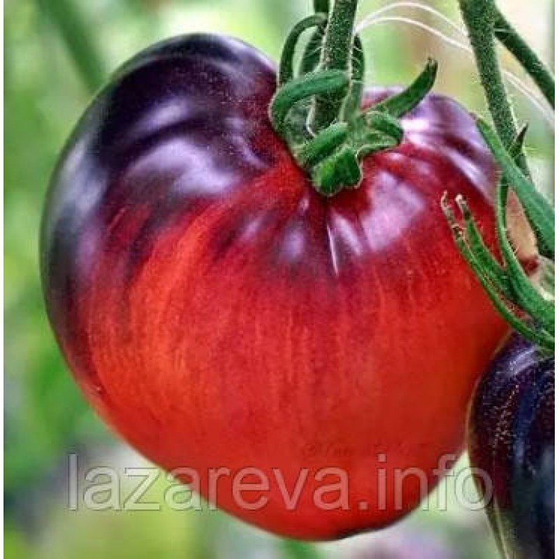 Насіння томату Сержант Пеппер (Sgt Pepper's) 15 насінин