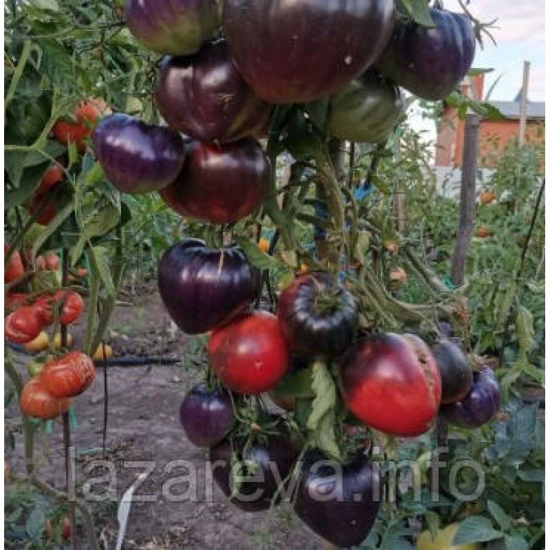 Насіння томату Сержант Пеппер (Sgt Pepper's) 15 насінин