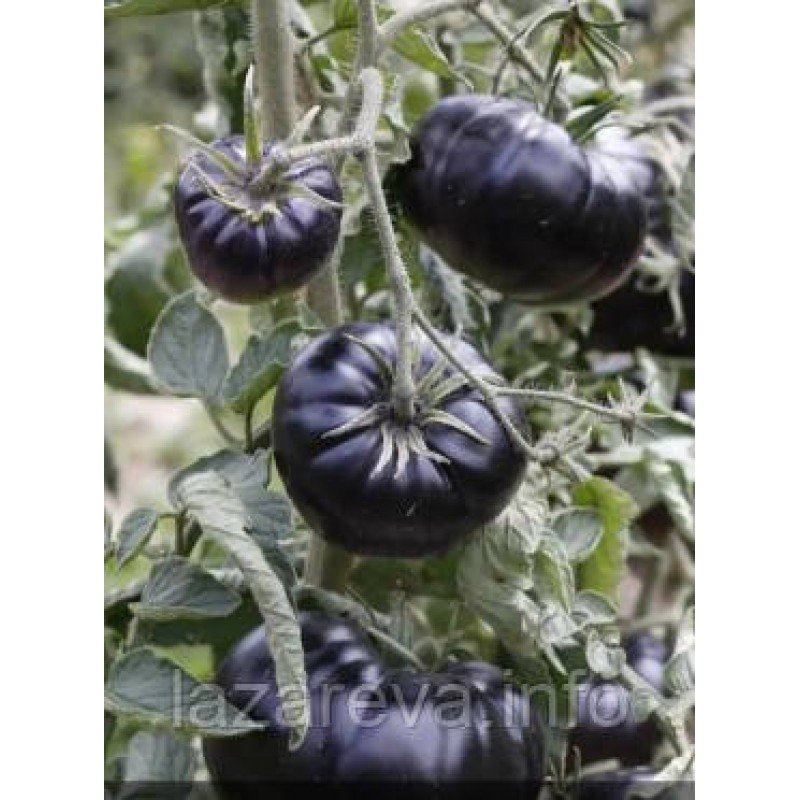 Насіння томату Чорна краса 15 насінин Насіння томату Чорна краса 15 насінин