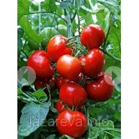 Семена томата Агронавт (15 семян) Семена томата Агронавт (15 семян)