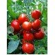 Семена томата Агронавт (15 семян) Семена томата Агронавт (15 семян)