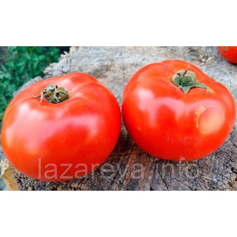 Семена томата Агронавт (15 семян) Семена томата Агронавт (15 семян)