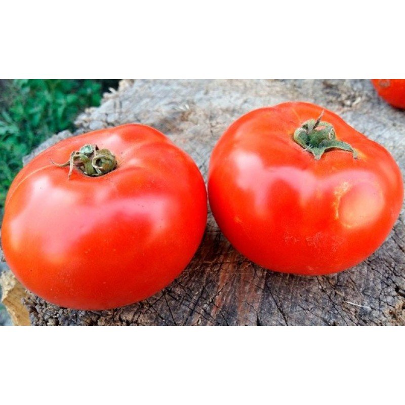 Семена томата Агронавт 30 семян