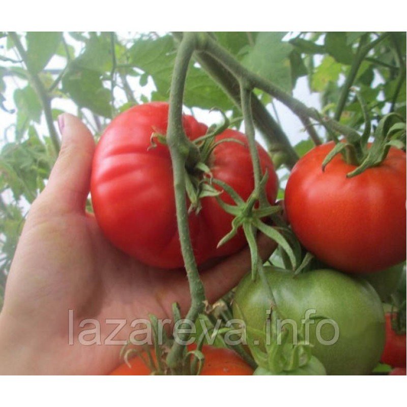 Семена томата Алтайский шедевр 30 сем Семена томата Алтайский шедевр 30 сем