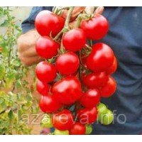 Насіння томату Аліканте 30 нас Насіння томату Аліканте 30 нас