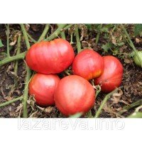 Насіння томату Волове серце (еліта) 30 нас