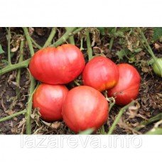 Семена томата Воловое сердце (элита) 30 сем