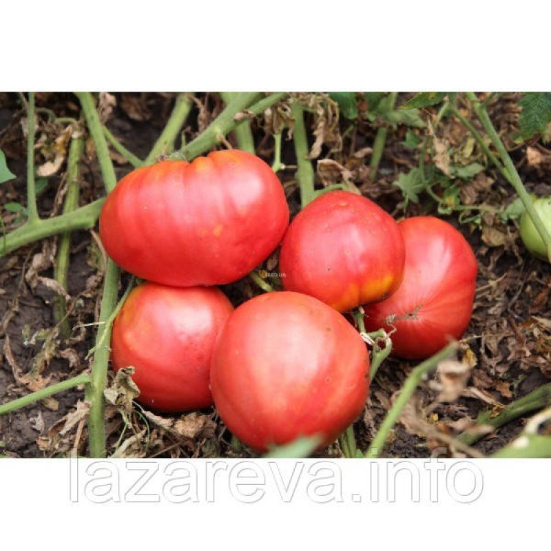 Семена томата Воловое сердце (элита) 30 сем