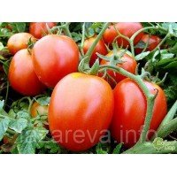 Семена томата Галера 30 сем Семена томата Галера 30 сем