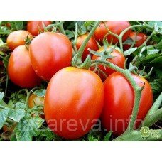 Насіння томату Галєра 30 нас