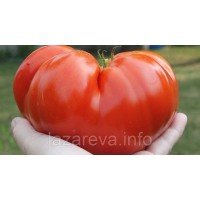 Семена томата Далбенга 30 сем