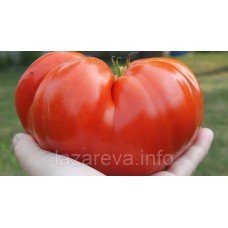 Насіння томату Далбенга 30 нас