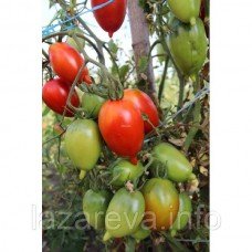 Насіння томату Легенда Тарасенко 30 нас