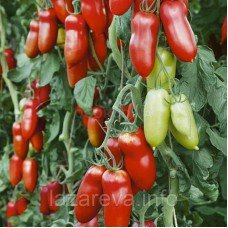 Семена томата Медок 15 шт