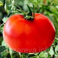 Семена томата Красный гигант Марии 30 сем Семена томата Красный гигант Марии 30 сем