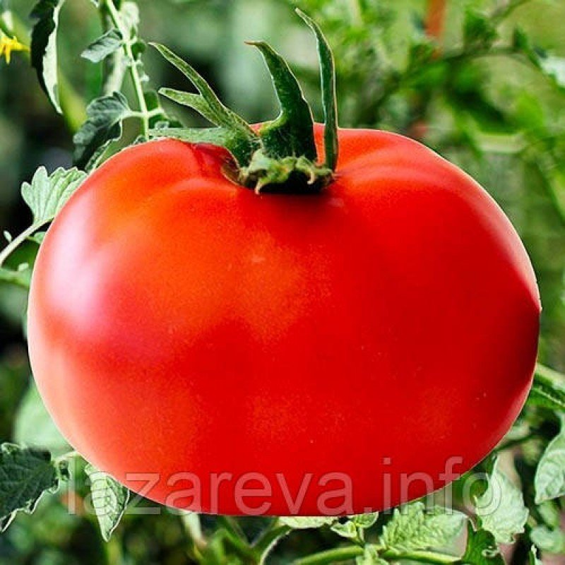 Насіння томату Червоний гігант Марії 30 нас Насіння томату Червоний гігант Марії 30 нас