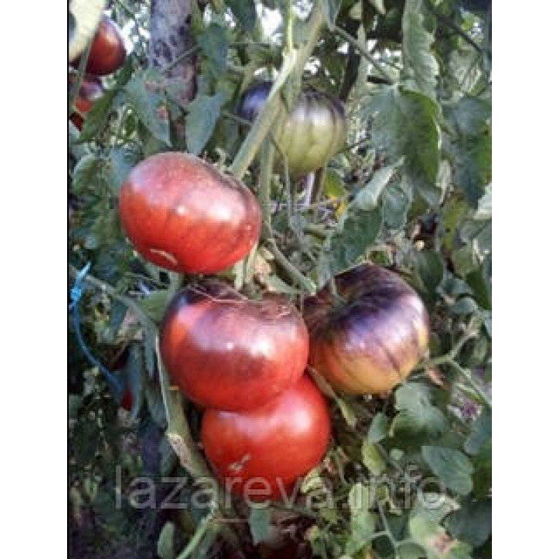 Насіння томату Синій Том 15 насінин Насіння томату Синій Том 15 насінин