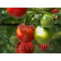 Насіння томату Ювілейний Тарасенко 30 нас Насіння томату Ювілейний Тарасенко 30 нас
