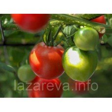 Насіння томату Ювілейний Тарасенко 30 нас