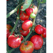 Насіння томату Бабушкин секрет 30 нас