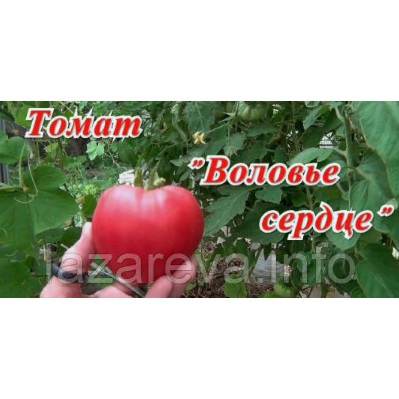 Насіння томату Волове серце (еліта) 30 нас Насіння томату Волове серце (еліта) 30 нас
