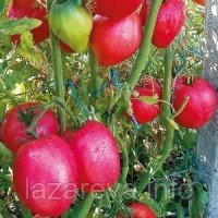 Семена томата Розовый фламинго 30 сем