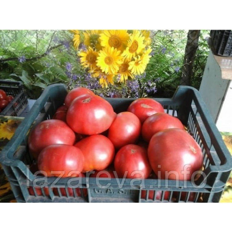 Семена томата Розали 0,1 гр 30 сем