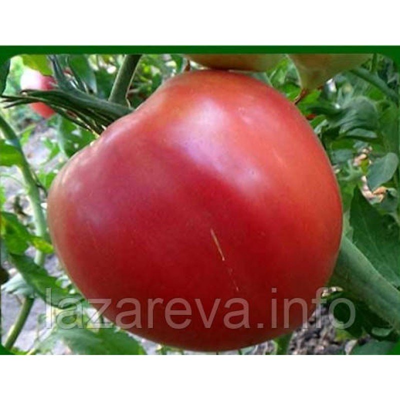 Семена томата Розовый дар 30 сем