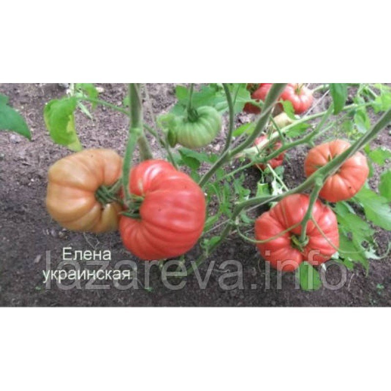 Насіння томату Українська Олена 30 нас Насіння томату Українська Олена 30 нас