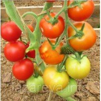 Насіння томату Яблучний спас 30 нас Насіння томату Яблучний спас 30 нас