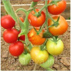 Насіння томату Яблучний спас 30 нас