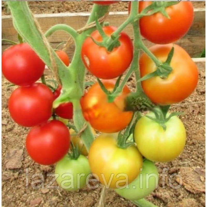 Насіння томату Яблучний спас 30 нас Насіння томату Яблучний спас 30 нас