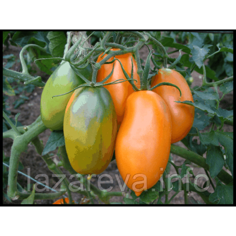 Семена томата Семена от Лазаревых Лечебный 0,1 гр (15-30 семян) Семена томата Семена от Лазаревых Лечебный 0,1 гр (15-30 семян)