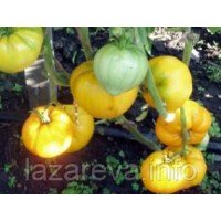 Семена томата Семена от Лазаревых Лунный восторг 0,1 гр (15-30 семян)