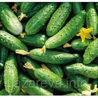Семена огурца Джерело 20 семян