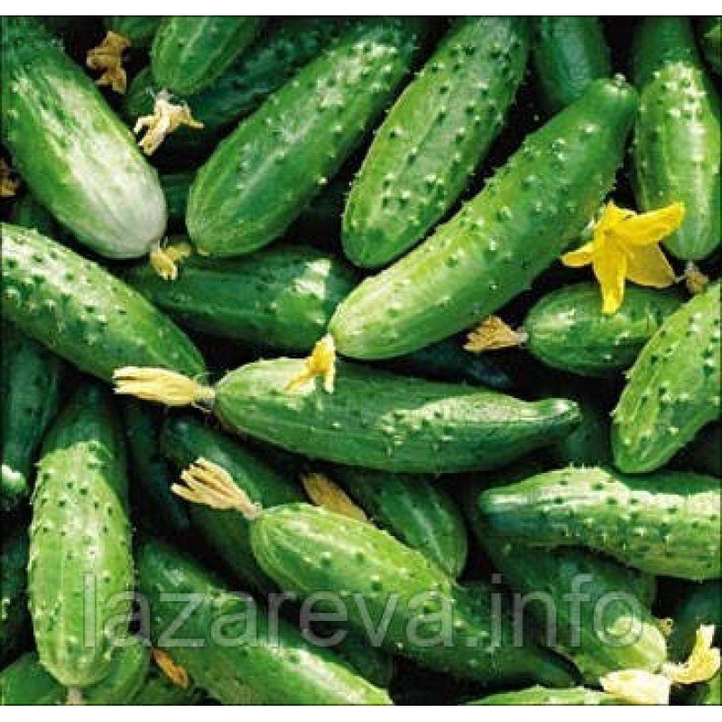Насіння огірка Джерело 20 насінин Насіння огірка Джерело 20 насінин