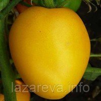 Медовый бочонок 0,1 гр (15-30 семян) Медовый бочонок 0,1 гр (15-30 семян)