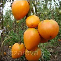 Сердце Ашхабада 30 семян Сердце Ашхабада 30 семян