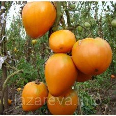 Серце Ашхабада 30 насінин