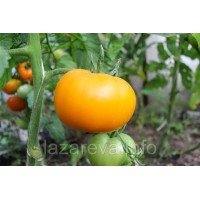 Насіння томату Хурма 15 насінин Насіння томату Хурма 15 насінин