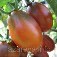 Насіння томату Шоколадний зайчик  30 нас