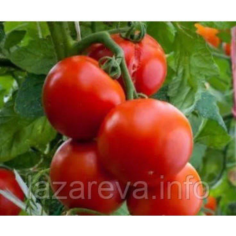 Насіння томату "від Лазарєвих" Кам’яна квітка 15 насінин Насіння томату "від Лазарєвих" Кам’яна квітка 15 насінин