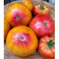 Семена томата Гном Кайтидид (Dwarf Caitydid) 10 семян