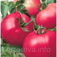 Насіння томату "від Лазарєвих" Рання любов 15 насінин Насіння томату "від Лазарєвих" Рання любов 15 насінин