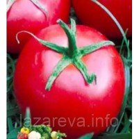 Насіння томату "від Лазарєвих" Чайка 15 насінин Насіння томату "від Лазарєвих" Чайка 15 насінин