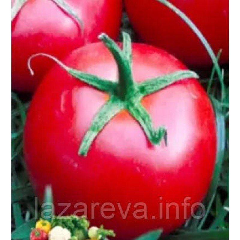 Насіння томату "від Лазарєвих" Чайка 15 насінин Насіння томату "від Лазарєвих" Чайка 15 насінин