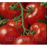 Насіння томату "від Лазарєвих" Шарік 15 насінин Насіння томату "від Лазарєвих" Шарік 15 насінин