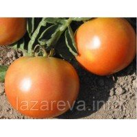 Семена томата "от Лазаревых" Долгохранящийся 15 семян Семена томата "от Лазаревых" Долгохранящийся 15 семян