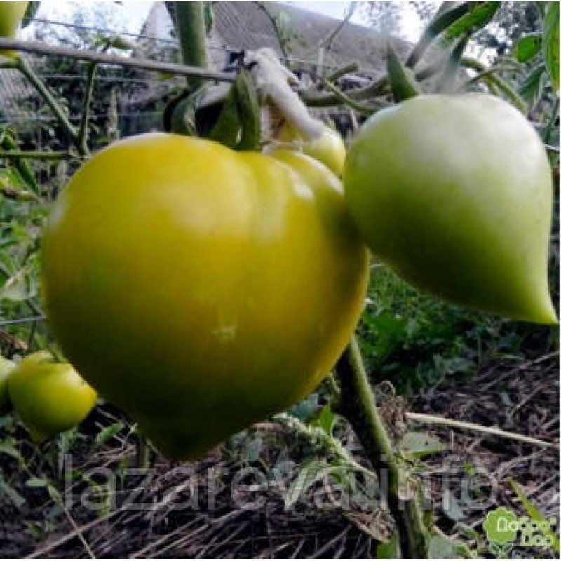 Насіння томату "від Лазарєвих" Зимове серце 15 насінин Насіння томату "від Лазарєвих" Зимове серце 15 насінин