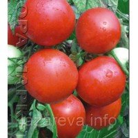 Насіння томату "від Лазарєвих" Снігурочка 15 насінин Насіння томату "від Лазарєвих" Снігурочка 15 насінин